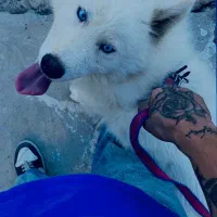 هاسکی نر سفید