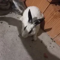 خرگوش نر بالغ