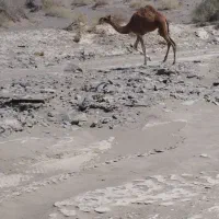 دوتاشترنرفروشی