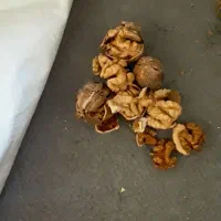 گردو