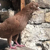 کفتر یا کبوتر زیل زرد