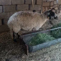 میش شلواری آبستن زرند