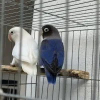 طوطی برزیلی جفت