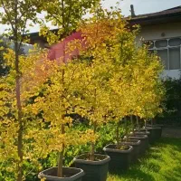 فروش  فوری ژینگو