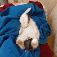 خرگوش