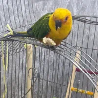 طوطی خورشیدی با ففس و‌پایه رام و رقاص