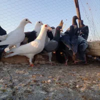 ۴۰تاکفتر هوا|پرنده|کاشمر, |دیوار