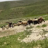 گوسفند و بره یا بره برای چروندن با مرتع خیلی خوب