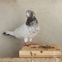 کفتر پرشی|پرنده|رشت, سلیمانداراب|دیوار