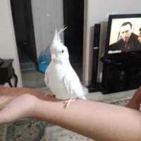 عروس هلندی آلبینو