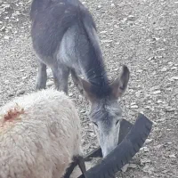 نوپلان ماده|حیوانات مزرعه|بدره, |دیوار