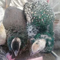 خروس وطاووس|حیوانات مزرعه|بیرجند, |دیوار