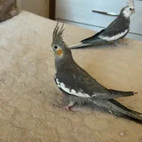 عروس هلندی جفت