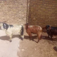 بزنر|حیوانات مزرعه|قیدار, |دیوار