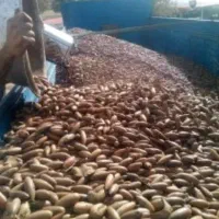 بلوط دامی . آرد بلوط|عمده‌فروشی|نورآباد ممسنی, |دیوار