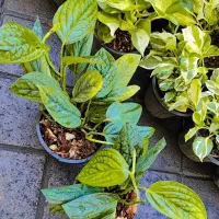 گل آپارتمانی در 8 مدل پتوس تمامی نژاد درشت|گل و گیاه طبیعی|تبریز, |دیوار