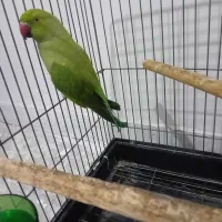 ماده ملنگو رام دستی|پرنده|تهران, مسعودیه|دیوار