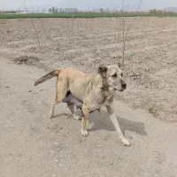 سلام ماده خراسانی