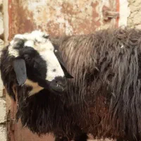 قوچ شین بەش