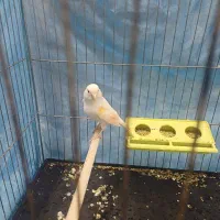 قناری|پرنده|قهدریجان, |دیوار