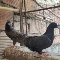 کبوتر.