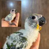 خورشیدی سرلاکی