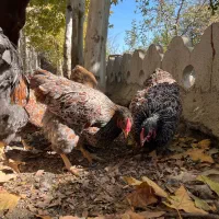 ویاندوت بلورد جی اس جی|حیوانات مزرعه|مشهد, امیریه|دیوار