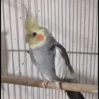 عروس هلندی|پرنده|شوط, |دیوار