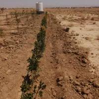 لوله کشی آبیاری قطره ای وخدمات تاسیساتی