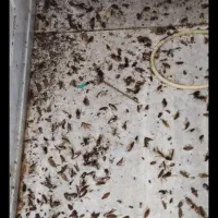 سمپاشی ساس و سوک وسایر جانوران موزی