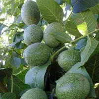 نهالستان گردو و پسته پربار و اقتصادی|خدمات باغبانی و درختکاری|نیریز, |دیوار