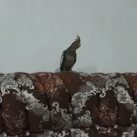 دست آموز عروس هلندی