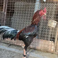 خروس لاری دونگ بالا استان یزد