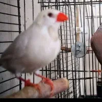 فنچ کرواتی مولد|پرنده|تهران, دبستان|دیوار