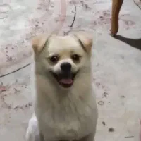 سگ پامرانین اشپیتز