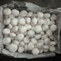 قارچ فقط عمده
