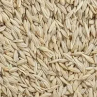 جوو|حیوانات مزرعه|همدان, |دیوار