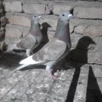 یه جفت قورگی آس