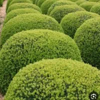 باغبانی|خدمات باغبانی و درختکاری|یزد, |دیوار