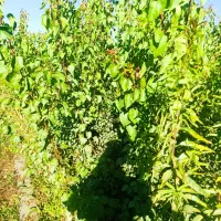 نهالهای متناسب با آب و هوا|خدمات باغبانی و درختکاری|سقز, |دیوار