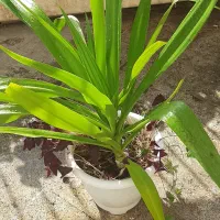 دو عدد گل سوسن عنکبوتی تولید خانگی در یک گلدان|گل و گیاه طبیعی|تهران, آسمان|دیوار