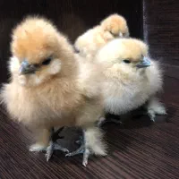 مجموعه ماکیان جام/ پرورش انواع جوجه زینتی/ابریشمی