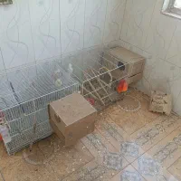 طوطی عروس|پرنده|چهارباغ, |دیوار