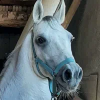 کشش و فروش اسب نریان سواری دار