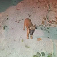 فروش توله سگ مالینیوز ماده