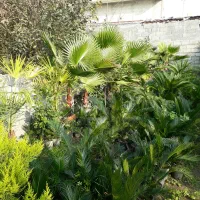 فروش گل و گیاه