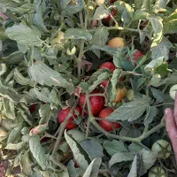 گوجه ربی