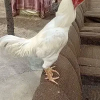 مرغوخروس لاری افغان