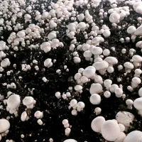 سرمایه گذاری تضمینی و مطمئن در پرورش قارچ
