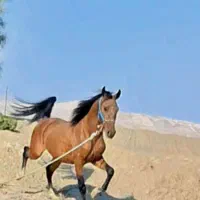 اسب نریان نوه سالار 2